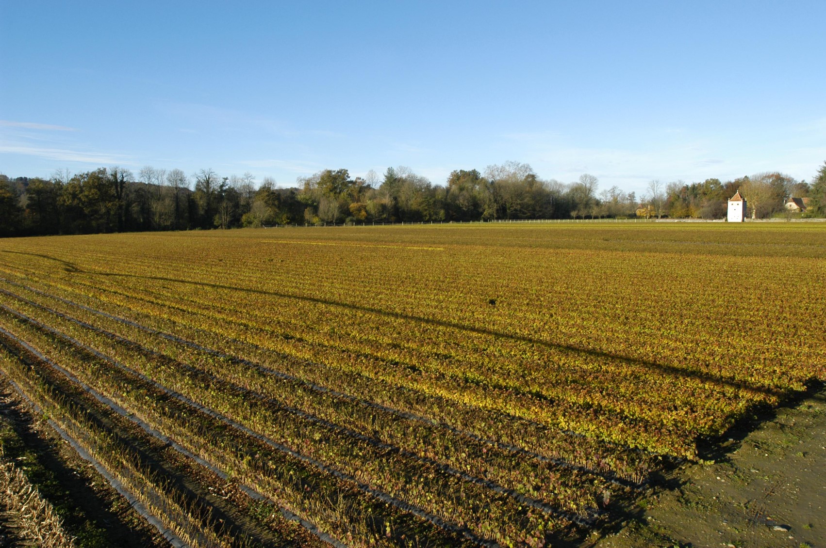 Vente de Perlita Online pour toute la péninsule. — Plantamus Pépinière en  ligne